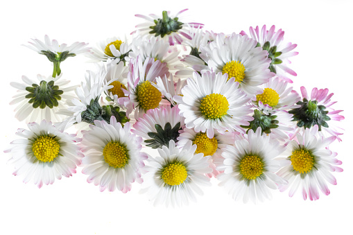 Close up of a vulnerable small yellow white flowering head of daisy flower against white background with copy space