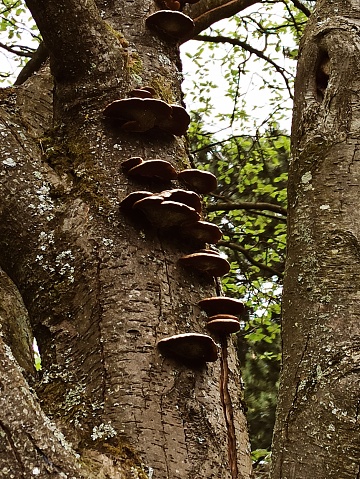 Wood fungus tree bracket plant in nature at park in glasgow Scotland england uk