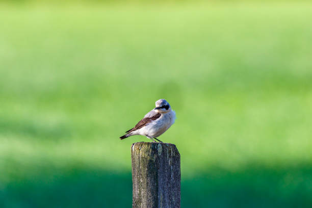 istock Wheatear bird sitting on a wooden post and looking 1396047491