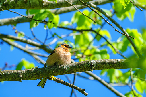 Chaffinch sitting on a branch in a tree in summer