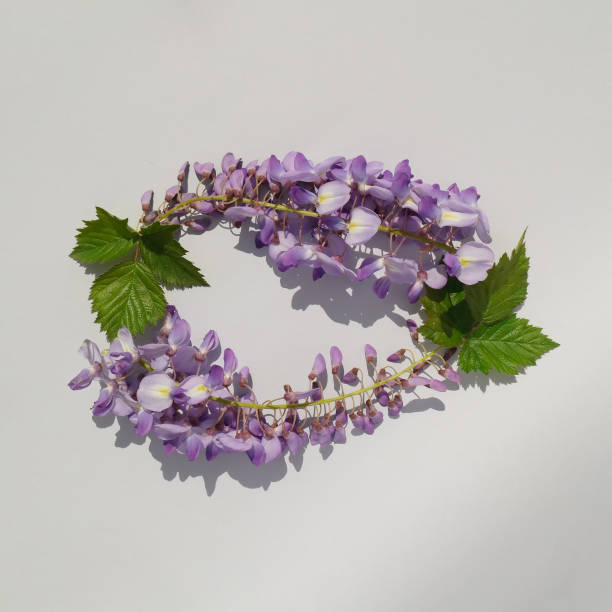 istock Wisteria flowers circle 1396048385