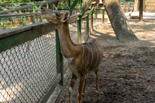 istock A Nyala female in nature 1396048584