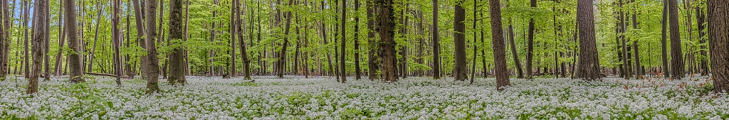 View over a piece of forest with dense growth of white flowering wild garlic in spring during daytime