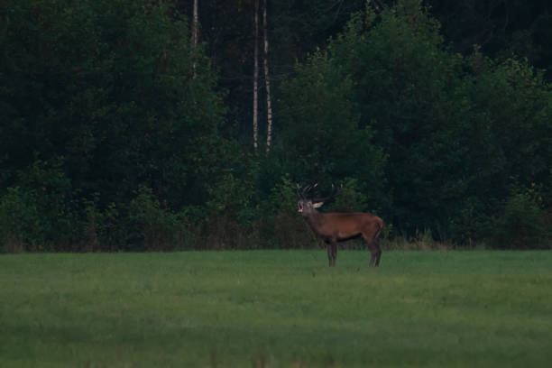 istock Moose bull with palmate antlers on a field 1396052585