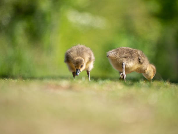 istock little goslings in green nature 1396053064