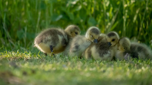 istock little goslings in green nature 1396053643