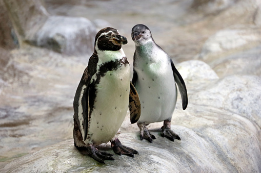 Two South American penguins resting after swimming