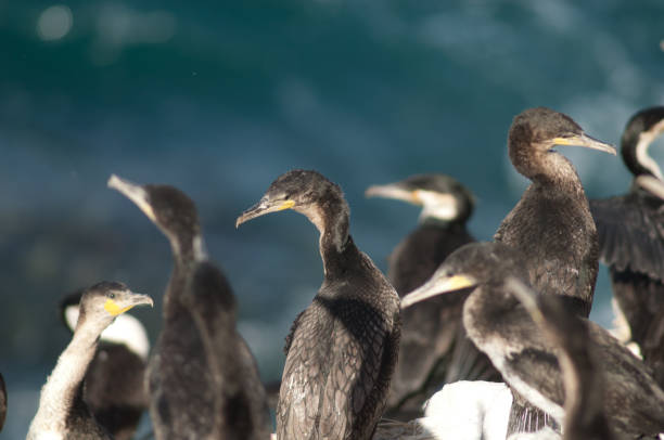 Juveniles great cormorants Phalacrocorax carbo in Sarpan Island. stock photo