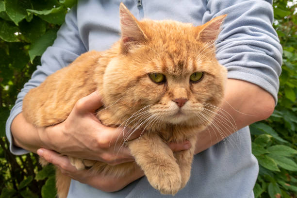 istock ed Scottish Straight cat in woman's hands outdoor. Looking straight into camera. Selective focus. 1396055795