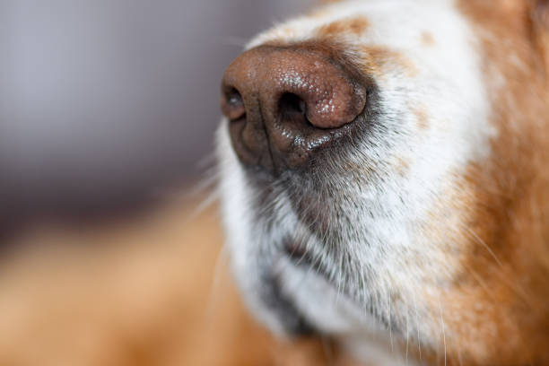 focinho de um cão - animal nose fotos - fotografias e filmes do acervo