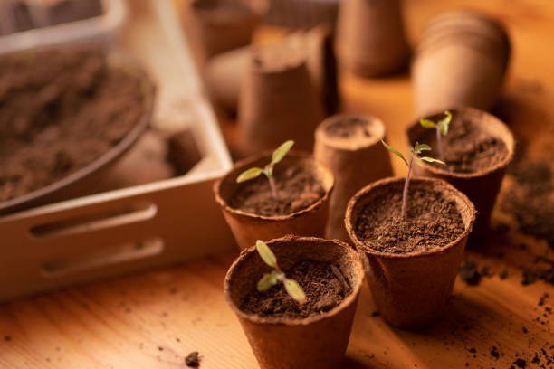istock Young fresh seedlings growing in biodegradable pot, home gardening. 1396056152