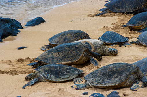 Sea turtles laying in the sun at Ho'okipa Beach, Maui.