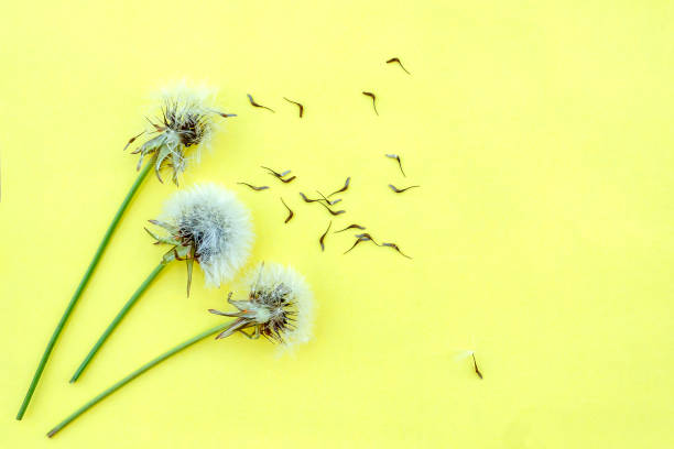 istock Three dandelion flowers with seeds on yellow background 1396056981