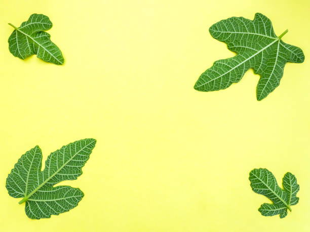 istock Four green fig leaves on yellow background 1396057010
