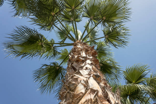 istock Palm tree in front of blue sky 1396057069