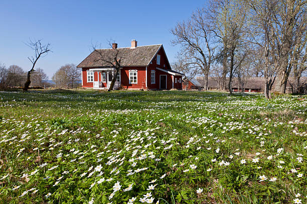Cottage with wood anemones in the garden
