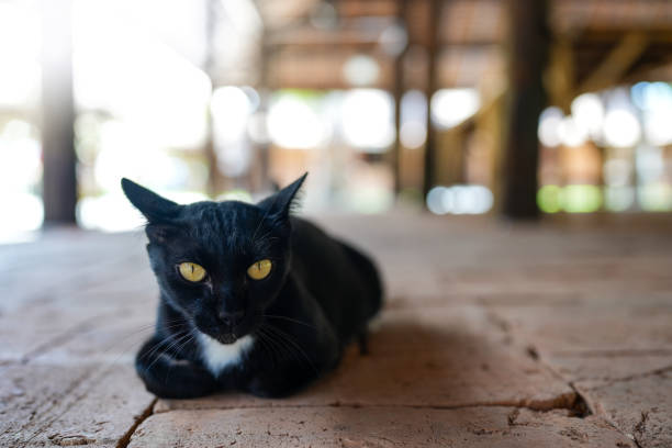 Domestic Adorable black cat lying on the ground looking at camera.