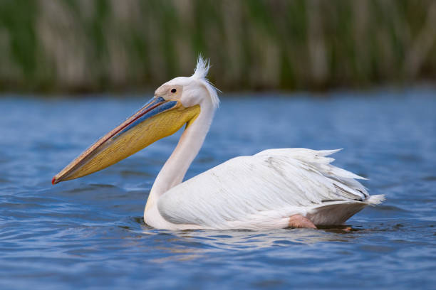 istock Pelican bird closeup swimming on water 1396058270