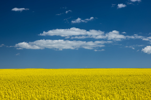 Yellow rapeseed field and blue sky with clouds.