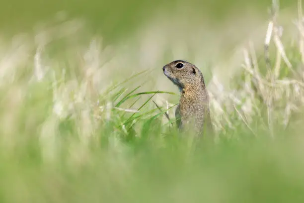 Photo of European ground squirrel souslik Spermophilus citellus in the grass