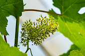 Closeup view of blooming grapes flowers being transform into young grapes.