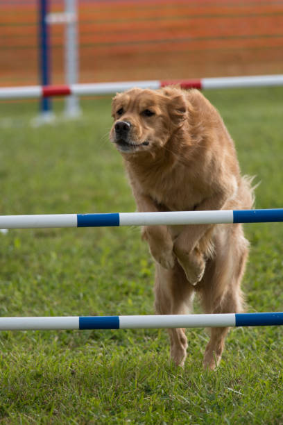 istock Golden Retriever launching over hurdle 1396059764