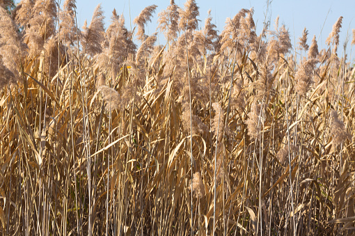 Reed (Phragmites australis) in the Weingartener Moor.