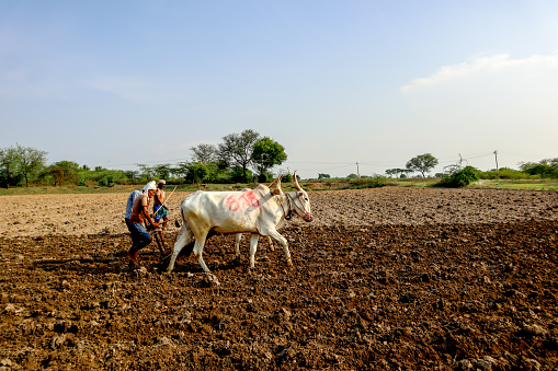 An Agricultural activity where Oxen or Bulls is used in age old traditional farming method for Ploughing of the land by the farmers in Karnataka, India.