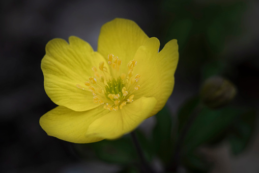 A yellow anemone is blooming in its natural environment, Moscow, Russia