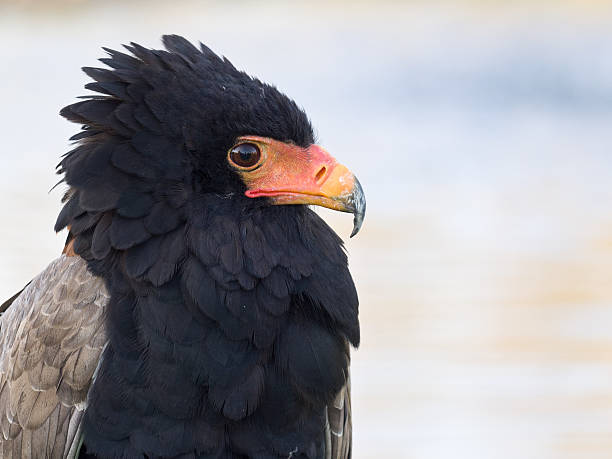 Close-up Bateleur stock photo