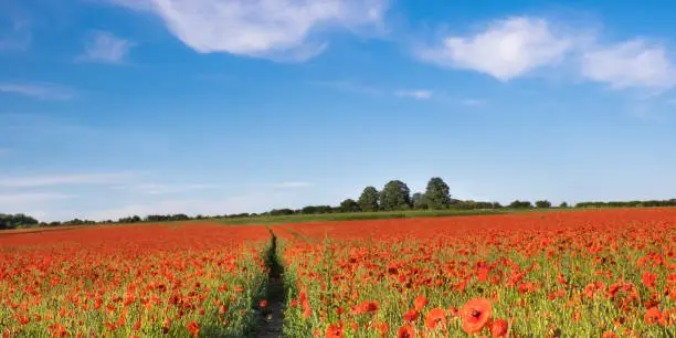 A summer photograph of a field of poppies under a blue sky with a line of fluffy white clouds and a distant treeline