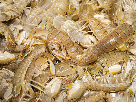 Fresh Mantis Shrimp