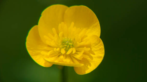 istock Yellow wild flower in green field 1396065482
