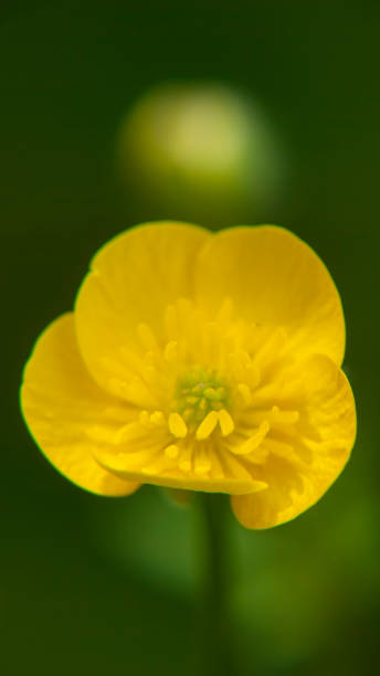 istock Yellow wild flower in green field 1396065485