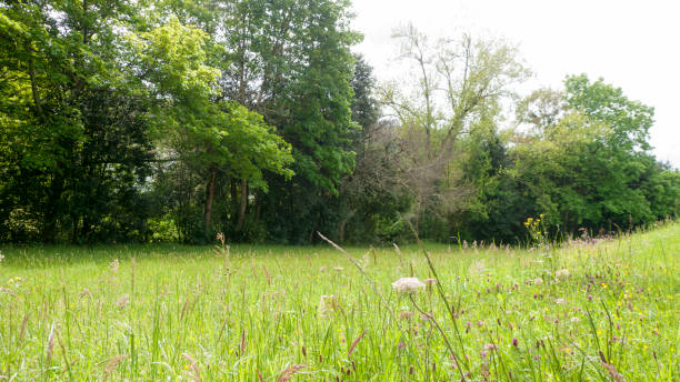 istock Trees and flowers in green grass field 1396065545