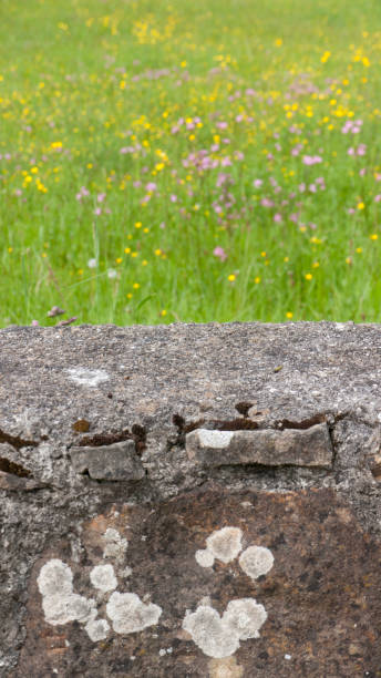 istock Rustic stone wall and green field with flowers 1396065584
