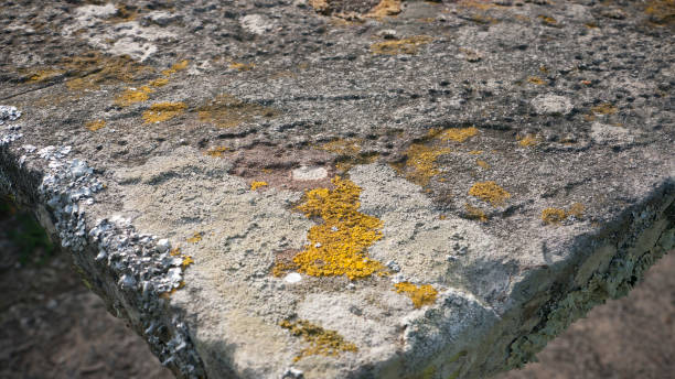 Yellow lichen in stone plate