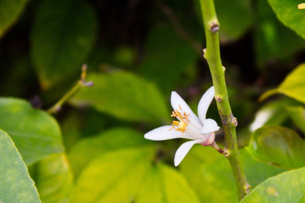 Beautiful and colorful lemon flower in full bloom