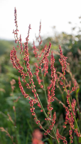 istock Red petals wild plant stem 1396066493