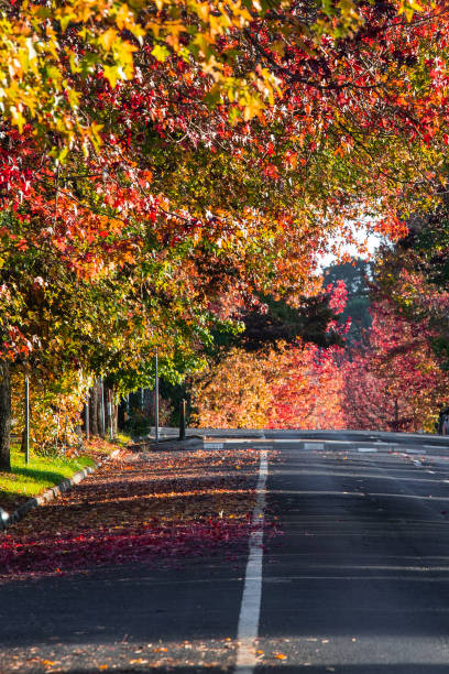 istock Autumn street 1396067442