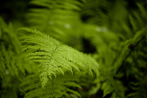 Blurred green leaves of wild fern natutral background