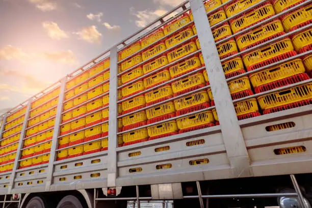 Chicken transport by truck from livestock farm to food factory. Poultry industry. Avian influenza A(H5) virus or H5 bird flu concept. Livestock transport by trailer. Chicken in yellow plastic crates.