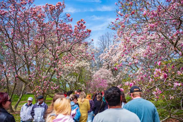 The Rochester Lilac Festival is the largest free festival where visitors can shop, hear live music, eat and explore the magnificent gardens of Highland Park. stock photo