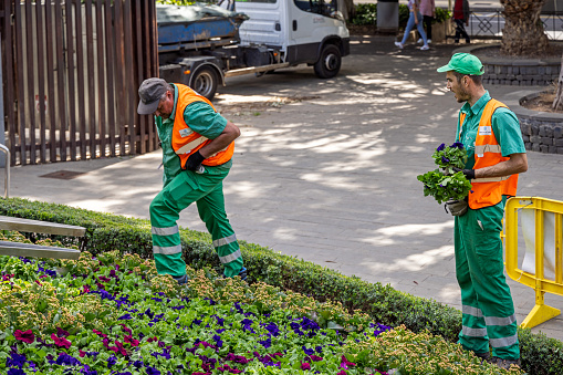 Two gardeners planting flowers in a public park in Santa Cruz which is the main city on the Spanish Canary Island Tenerife