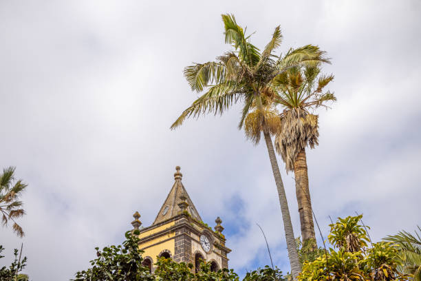 Tall palm trees and a old church tower in La Laguna which used to be the main city on the Spanish Canary Island Tenerife, but today it is mostly a suburb to the new main city Santa Cruz.