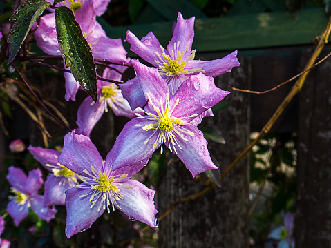 Clematis vines growing on pergola and fence