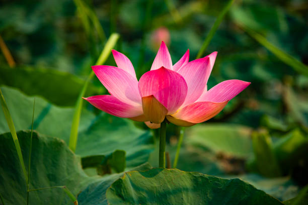 istock pink and red lotus 1396070823