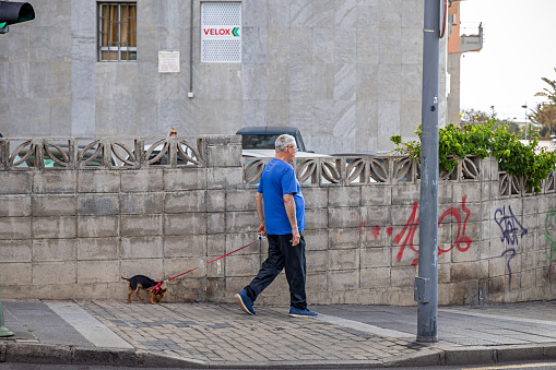 Mature man walking a very small dog in the street in Santa Cruz which is the main city on the Spanish Canary Island Tenerife