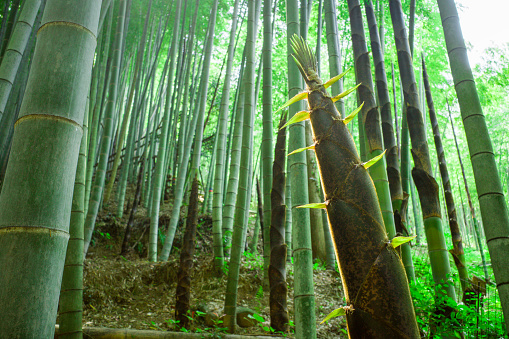Large bamboo forest in the sun