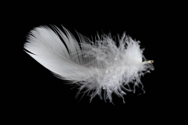 istock white feather of a goose on a black background 1396071948